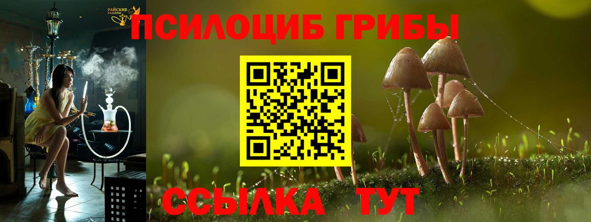 Галлюциногенные грибы Psilocybine cubensis Холмск